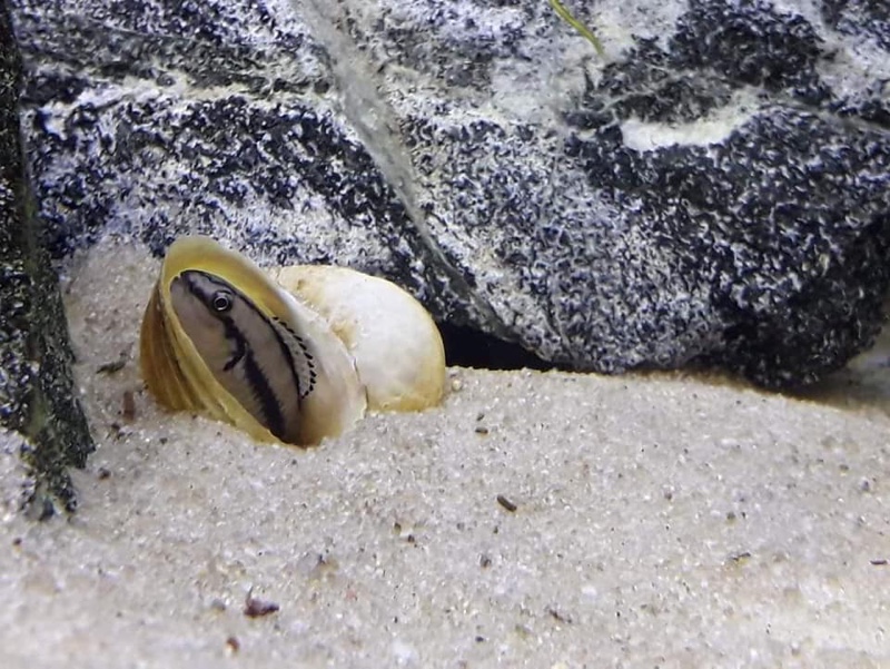 Telmatochromis vittatus